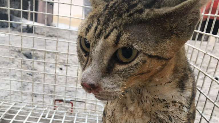 Φωτιά στην Πάρνηθα: Εθελοντές έσωσαν γατάκι από τα καμένα - Είχε εγκαύματα και τραυματισμούς