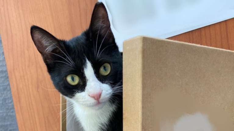 Σώστε ένα αδεσποτάκι: Μπορείς να ζήσεις χωρίς &quot;αλατοπίπερο&quot;, αλλά θα είναι άνοστα