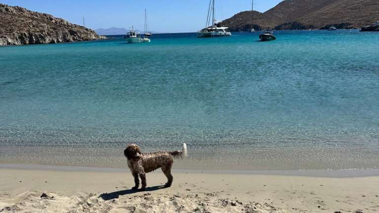 Με Φάρλι απαντά ο Κασσελάκης για τη Μύκονο: Φωτό από τις χλιδάτες διακοπές μου - Μείναμε σε ένα δίκλινο… παλάτι