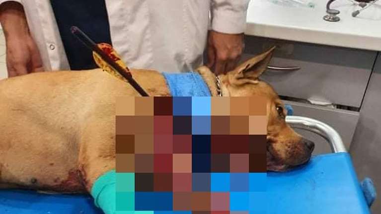 Κτηνωδία στην Πετρούπολη: Δεν τα κατάφερε ο σκύλος που χτυπήθηκε με βέλος