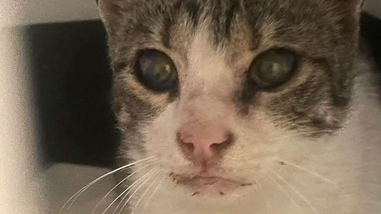 Τυφλός γατούλης μάς χρειάζεται: Δεν μπορεί να βγει ξανά στον δρόμο