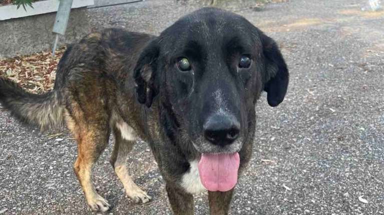 Σώστε ένα αδεσποτάκι: Φανταστείτε πώς είναι να είσαι γεράκος και τυφλός στον δρόμο