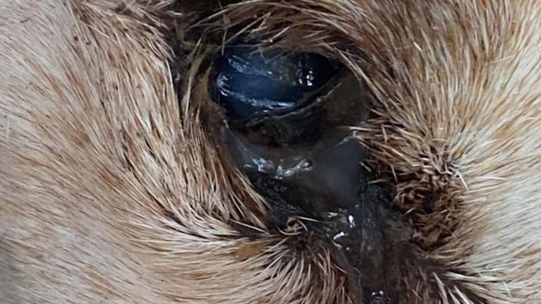 Πέταξαν γέρικο σκυλί στα σκουπίδια στη Ραφήνα - &quot;Τα ματάκια του ήταν δακρυσμένα. Δεν πρόλαβα να κάνω τίποτα&quot;