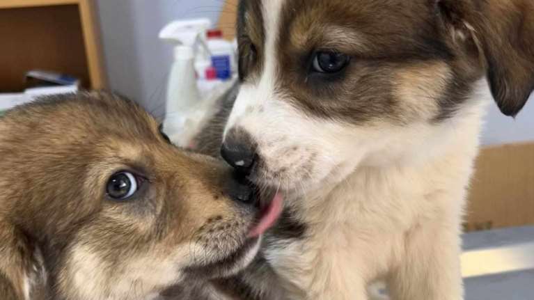 Η Μίνα και ο Μηνάς: Απλά τρέξτε να προλάβετε