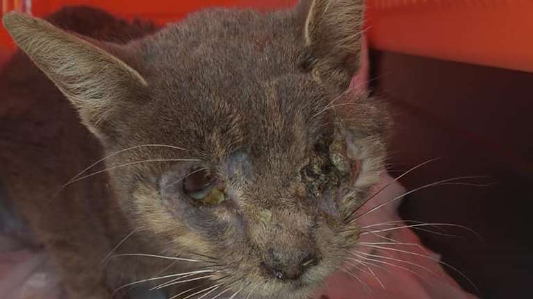 Απίστευτη κτηνωδία στην Κρήτη: Τύφλωσαν και κακοποίησαν γάτα - Εικόνες σοκ