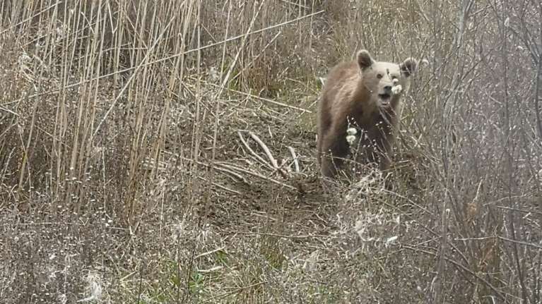 Φλώρινα: Σε συρμάτινη θηλιά πιάστηκε νεαρό αρκουδάκι στις Πρέσπες [εικόνες]