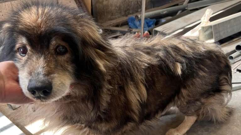 Το βαρέλι των εγκαταλείψεων δεν έχει πάτο: Πέταξαν στο δρόμο γεράκο και τυφλό κοκόνι