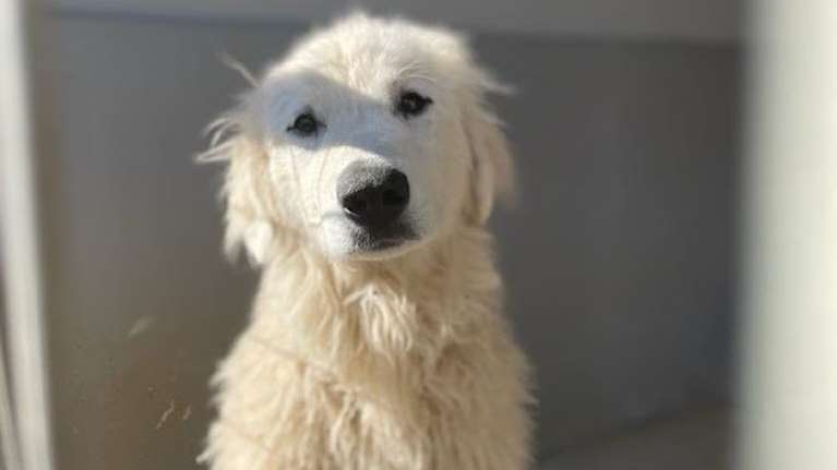 Σώστε ένα αδεσποτάκι: Φήμες λένε ότι αν με δεις Πέμπτη ξαφνικά θα γίνει Σάββατο