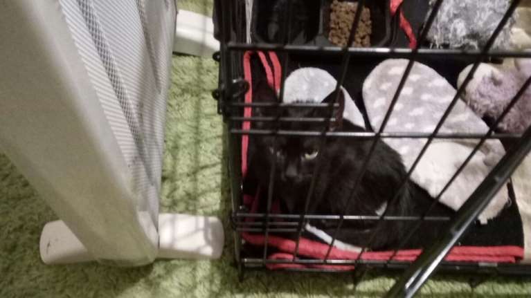 Ποια είναι τα ζώδια που θα κινήσουν γη και ουρανό για να βοηθήσουν αδέσποτα ζώα