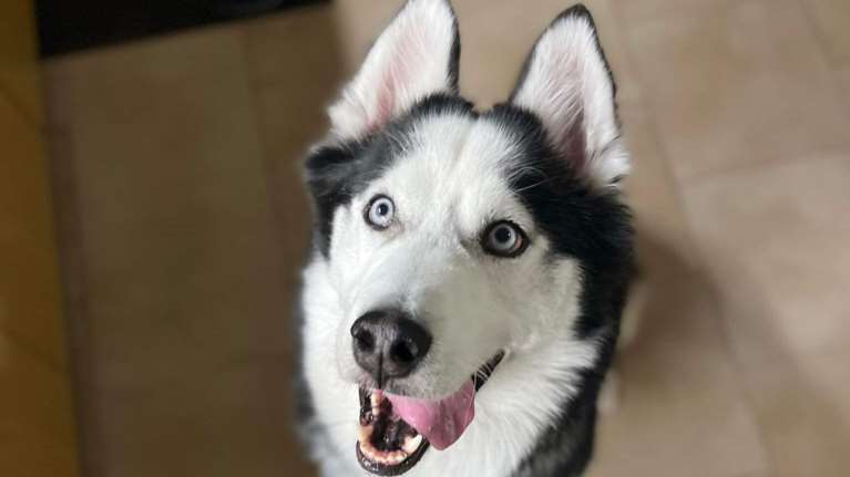 Ο Τζόνι είναι μόνος και αβοήθητος: Βρέθηκε σε άσχημη κατάσταση να κλαίει σπαρακτικά - Αμεση ανάγκη να βρεθεί ένα σπίτι για τον σκυλάκο