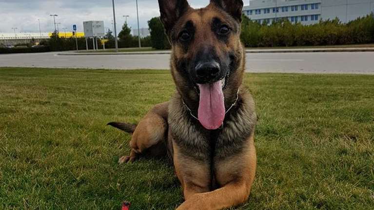 Θεσσαλονίκη: Δεν γλιτώνεις από τη "Minnie" - Σκύλος ντετέκτιβ της ΕΛΑΣ εντόπισε κοκαΐνη σε σπίτι [Βίντεο]