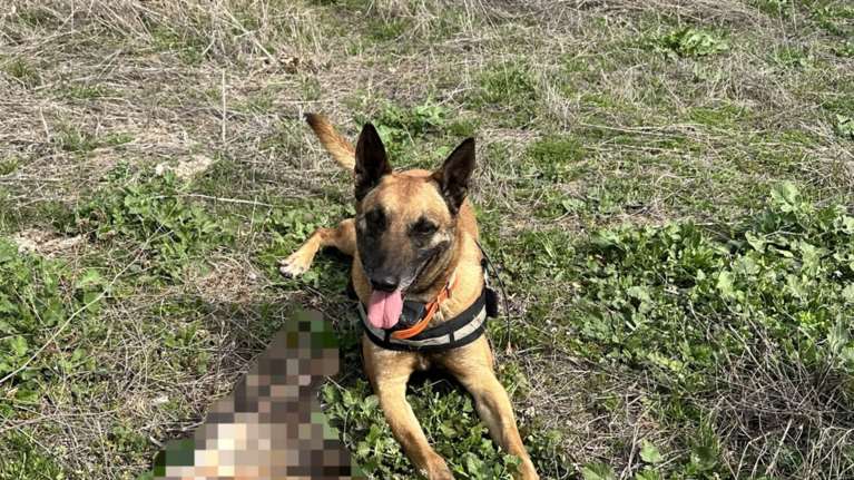 Αλυσίδα θανάτου άγριας ζωής με δηλητηριασμένα δολώματα στο Εθνικό Πάρκο Δέλτα Έβρου:  48 ζώα νεκρά