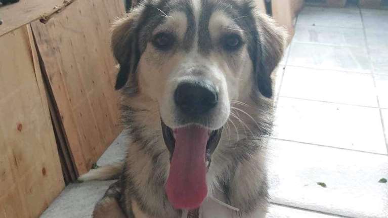 Σώστε ένα αδεσποτάκι: Λοιπόν ακούστε, ο Λυσσίμαχος δεν είναι κανένας τυχαίος, επιβίωσε ενώ όλοι τον έδιωχναν