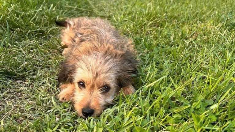 Σώστε ένα αδεσποτάκι: Είναι μόλις τριών μηνών και τον εγκατέλειψαν - Δεν έχετε ξαναδεί τέτοιο μικρούλι