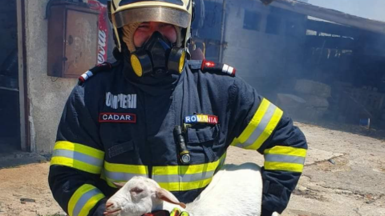 Συγκίνηση: Ρουμάνος πυροσβέστης σώζει μικρό πρόβατο στο Σχηματάρι από τη φωτιά