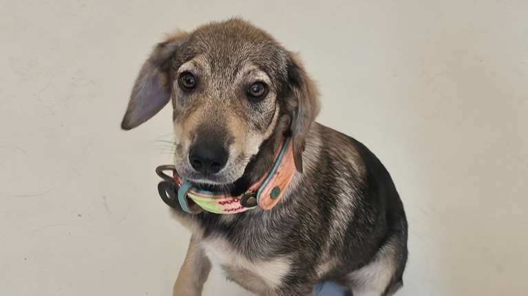 Το Μαγιούλι τελειοποίησε το "κάτσε" που το μαθαίνει τις τελευταίες δύο εβδομάδες - Εχει όλη τη ζωή μπροστά της για να θριαμβεύσει