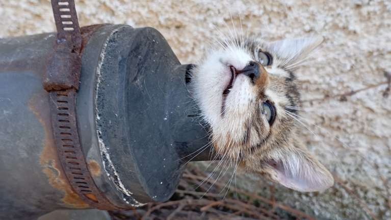"Τα γατάκια έχουν άλλα σχέδια" - Εθελοντής της Alma Libre έσωσε μωρό σφηνωμένο σε σωλήνα - Ηταν εγκλωβισμένο μια μέρα