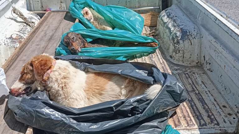 SGS: Ο Δήμος Τρίπολης και πάλι στο προσκήνιο με νέες εικόνες νεκρών ζώων μέσα σε σακούλες