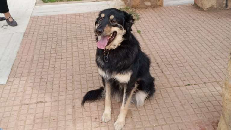 Μπένζαμιν: Μια αναπάντεχη συνάντηση γεμάτη ευτυχία