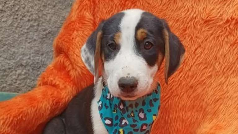 Κάποιοι τον πέταξαν στο δρόμο - Δεν του αξίζει να ζήσει ξεχασμένος