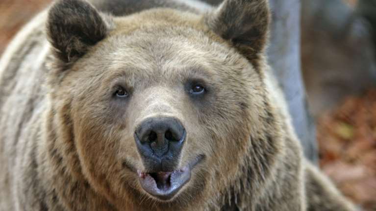 Ο Αρκτούρος βάζει σε... ΚΑΠΗ τις γηραιές αρκούδες - Ο τυφλός Γιωργάκης και η Κατερίνα με τα αρθριτικά