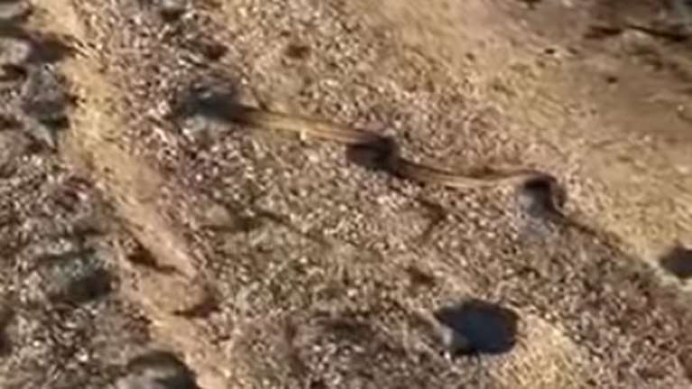 Αναστάτωση στην Εύβοια με φίδι που κολυμπάει σε θάλασσα - Δεν κατάφεραν να το απομακρύνουν [βίντεο]