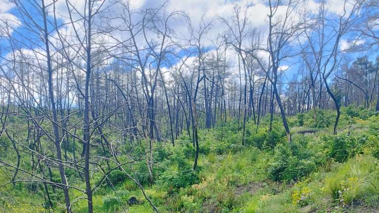 Η Δαδιά αναγεννάται από τις στάχτες της:  Οάσεις βιοποικιλότητας τα άκαυτα σημεία - Το χρονικό της καταστροφής