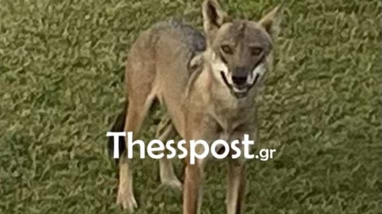 Επικίνδυνος λύκος στη Χαλκιδική: Το τέχνασμα των Αρχών για να τον εντοπίσουν και να τον πιάσουν [βίντεο]