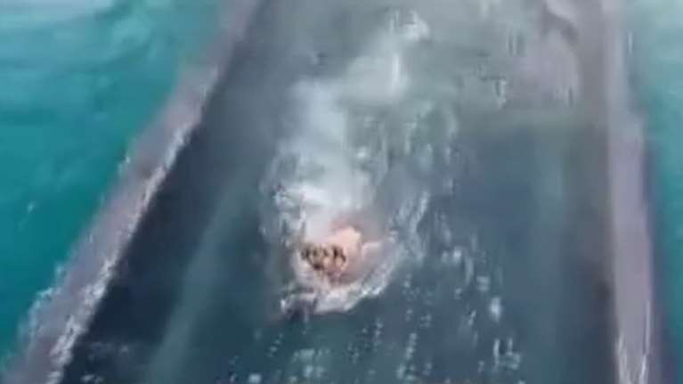 Συγκλονιστικό βίντεο στον Ισθμό της Κορίνθου: Σκυλάκι προσπαθεί να σωθεί την ώρα που κατεβαίνει η βυθιζόμενη γέφυρα