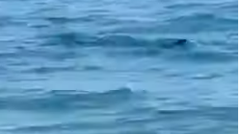 Εμφανίστηκε καρχαριοειδές στην Καλαμάτα - Όχι πανικό, συστήνει το Λιμεναρχείο