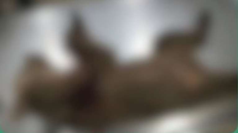 Αποτρόπαιο έγκλημα στην Καστοριά: Νεκρό αρκουδάκι από πυροβόλο όπλο - Δέχθηκε ευθεία βολή από πολύ κοντινή απόσταση