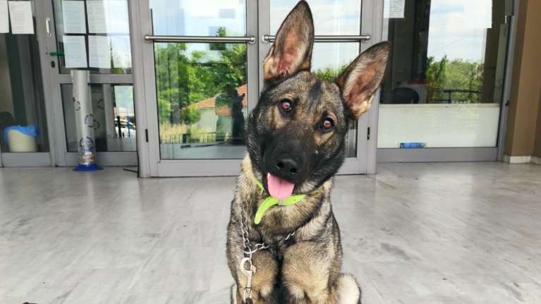 Σέρρες: Κρυμμένες ναρκωτικές ουσίες κοντά στο σπίτι 39χρονου εντόπισε ο αστυνομικός σκύλος Ρόξι