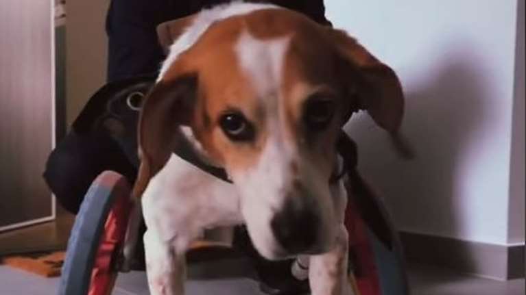 Μιχάλης Χατζηγιάννης: Το συγκινητικό βίντεο με την σκυλίτσα του που δεν μπορεί να περπατήσει