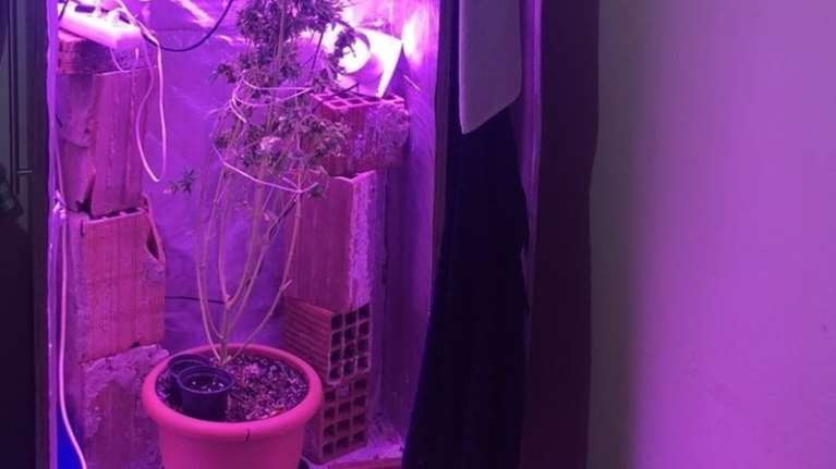 Χασισόδεντρο στα Γιαννιτσά: Αν δεν το βρεις, θα είναι στη... ντουλάπα [εικόνες]