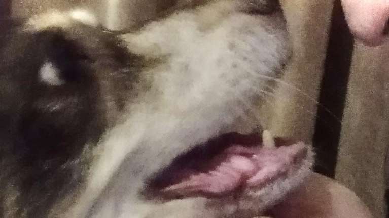 &quot;Αν συνεχίσεις το τάισμα, θα σκοτώσω και τα άλλα...&quot;: Το απειλητικό μήνυμα του 47χρονου στην Κυψέλη - Νεκρός ο μαχαιρωμένος σκύλος