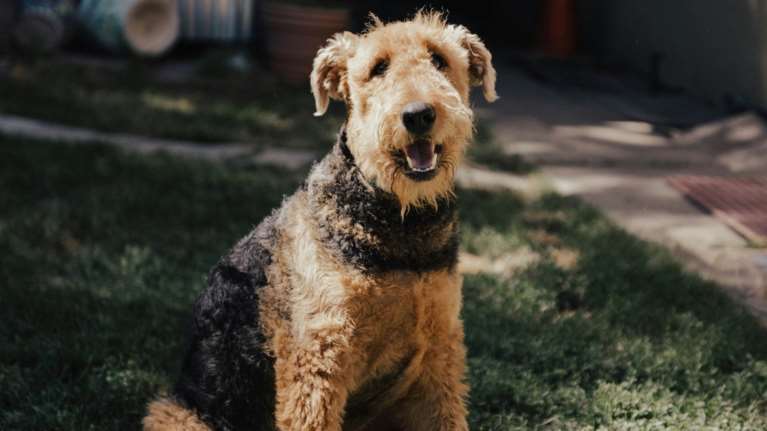 Airedale Terrier: Η ιστορία και τα χαρακτηριστικά της φυλής  - Γλυκά, γοητευτικά και απόλυτα έξυπνα
