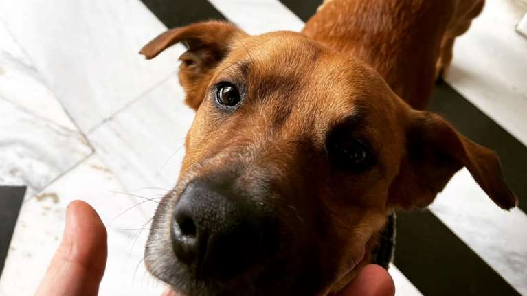 Ο Peanut έχει κλέψει τις καρδιές όλων στο Μαξίμου- Η φωλιά του στο Μέγαρο και η ανάρτηση Σκέρτσου