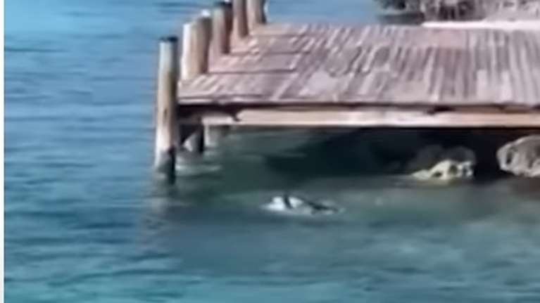 Απίστευτο σκηνικό στις Μπαχάμες: Σκύλος βούτηξε στη θάλασσα και κυνήγησε καρχαρία [βίντεο]