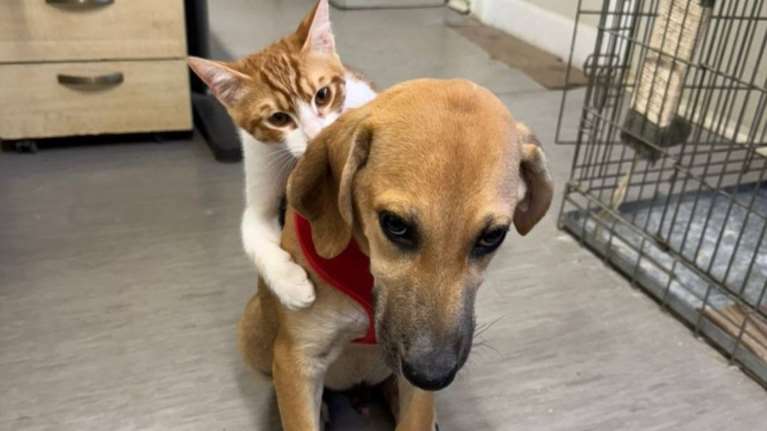 Από τα πέντε αδερφάκια του ο Μαλιμπού είναι ο πιο ντροπαλός: Είναι ένα πάρα πολύ γλυκό πλάσμα