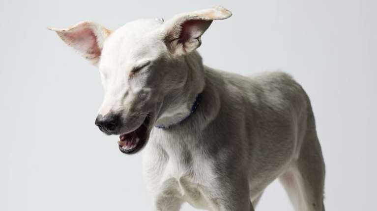 Ραντεβού και σήμερα με πυρόπληκτα και πλημμυροπαθή ζωάκια: Πάμε όλοι μαζί να αλλάξουμε τις ζωές μας