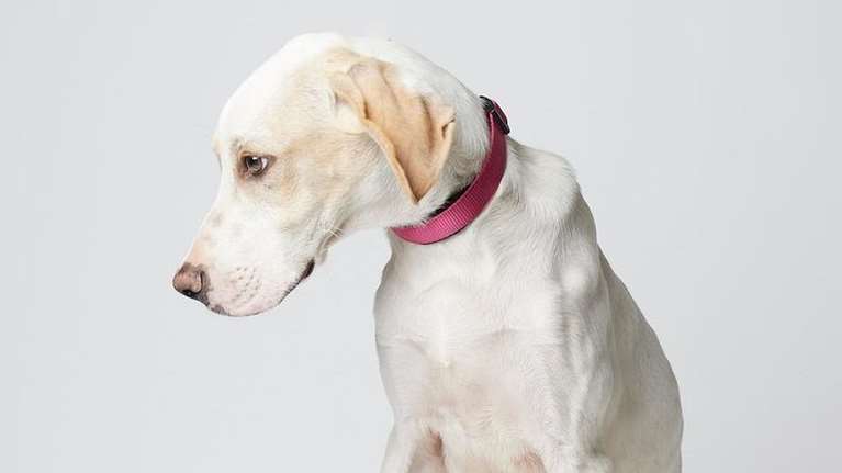 Σώστε ένα αδεσποτάκι: Τι εννοείς; Δεν θα &#39;ρθεις να με δεις;