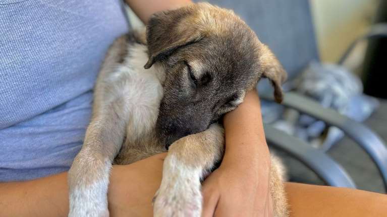 Εμεινε μόνο του να περιμένει... και κουράστηκε - Eίναι σαν ένα marshmallow
