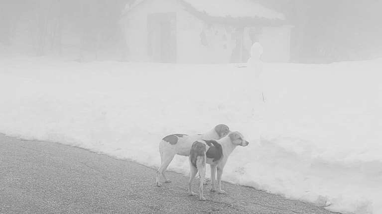 Βόλος: Καταγγελίες και θύελλα αντιδράσεων για εγκατάλειψη αδέσποτων σκυλιών στα χιονισμένα Χάνια - Μηνύσεις ετοιμάζουν φιλόζωοι