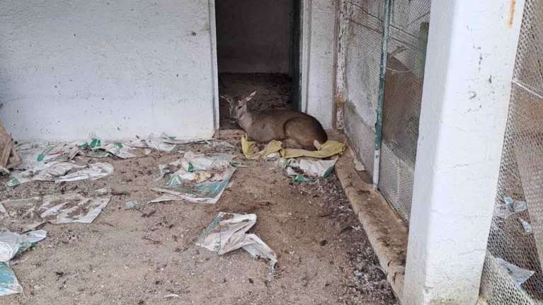 Ευθανασία σε ζαρκάδι - Βρέθηκε τραυματισμένο στα Γρεβενά από λαθροκυνηγό