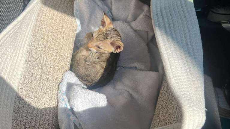 Το μικρoύλι Gollum διασώθηκε ετοιμοθάνατο από τη Νατάσα Γιάμαλη και βρήκε την υγειά του στο σπίτι της Σταματίνας Σταματάκου