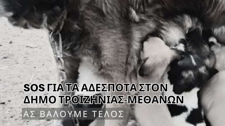 SOS για τα αδέσποτα στον Δήμο Τροιζηνίας - Μεθάνων εκπέμπουν εθελοντές της &quot;Adopt a Paw Today&quot;