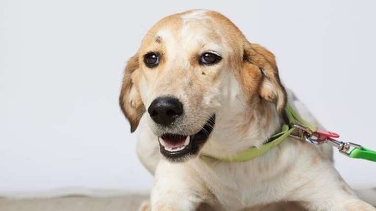 Σώστε ένα αδεσποτάκι: Η Ρέα είναι πλημμυράκι, το σπίτι της στον Βόλο πνίγηκε στο νερό - Πού να γυρίσει