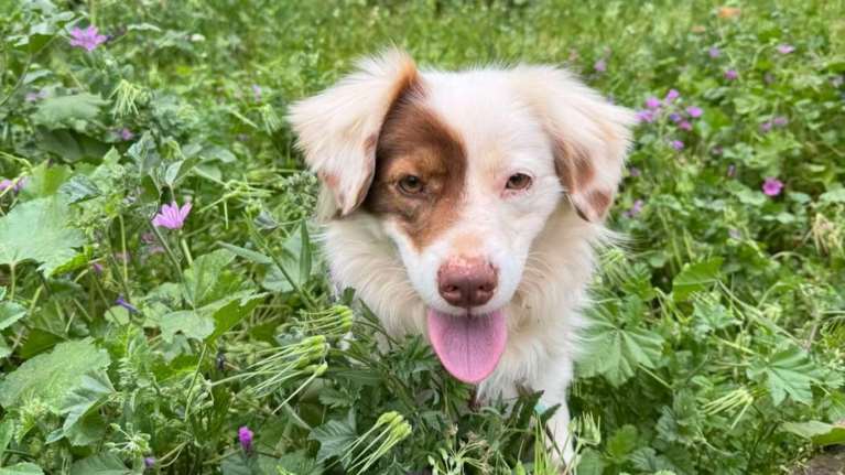 Ο φοβικός Πειρατής έγινε ο χαρωπός Freddo:  Είναι πια ένας άλλος σκύλος