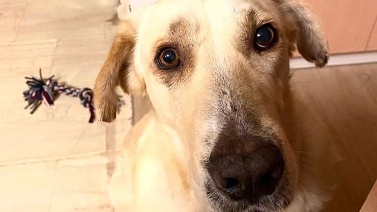 Ο Λάμπης είναι όνομα και χαρακτήρας: Ο γλυκός ημίαιμος λαμπραντοράκος σώθηκε από στάνη που καιγόταν στις φωτιές της Φυλής