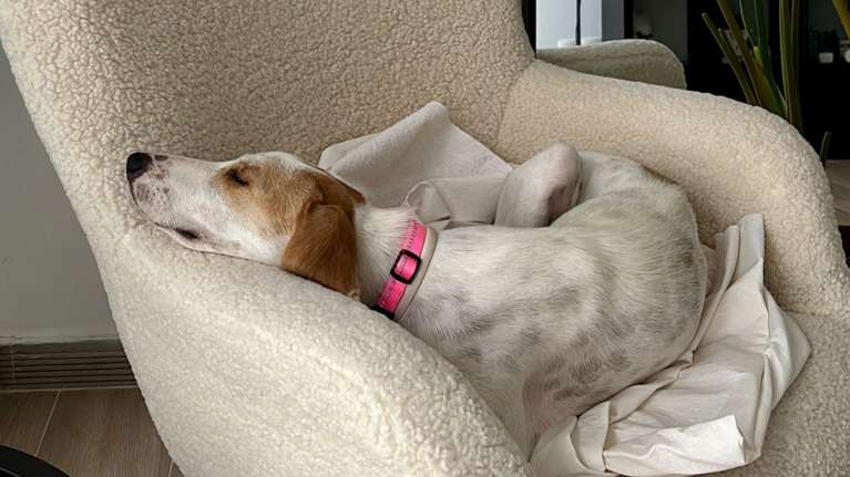 Τα σκυλάκια του Dogs&#39; Voice κάνουν πάρτι με μαγιό - Θα σε περιμένουν αύριο - Δείτε πού και τι ώρα